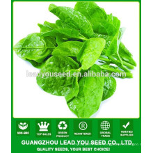 NMS01 Tuifu Buy green vegetable seeds,malabar spinach seeds